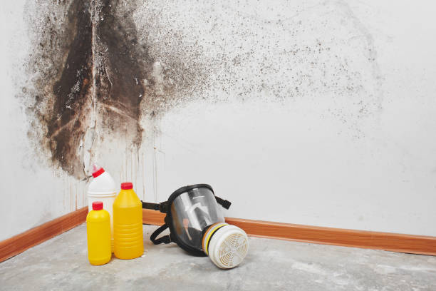 Best Office Mold Removal Services  in Walled Lake, MI