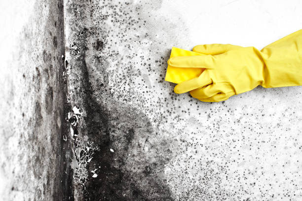 Best Crawl Space Mold Removal  in Walled Lake, MI