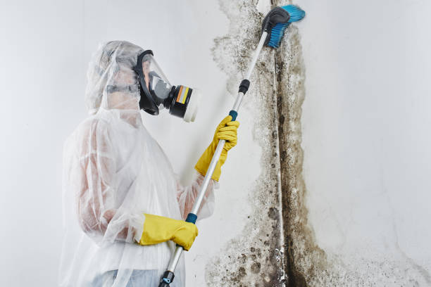 Best Best Mold Removal Companies  in Walled Lake, MI