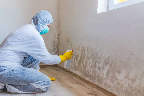 Mold Testing and Removal in Walled Lake, MI