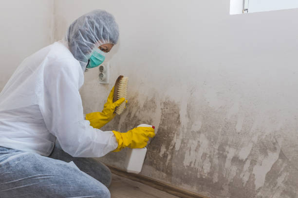Best Mold Cleaning Services  in Walled Lake, MI