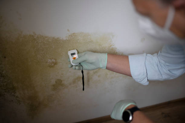 Best Mold Testing  in Walled Lake, MI