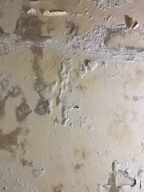 Professional Mold Removal in Walled Lake, MI
