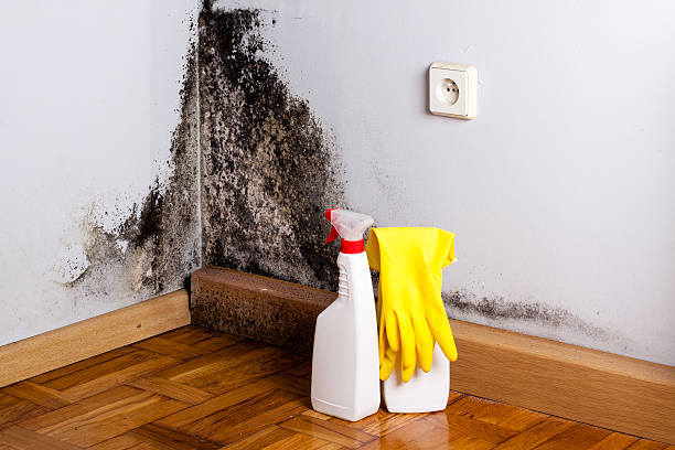 Best Mold Damage Repair  in Walled Lake, MI