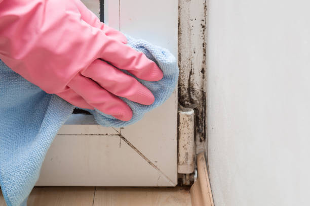 Best Emergency Mold Removal  in Walled Lake, MI