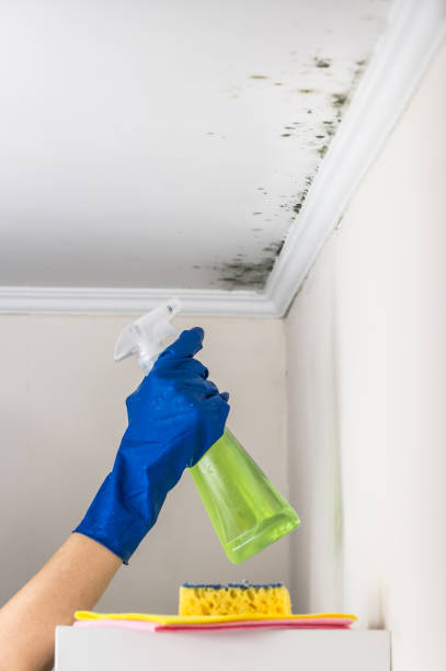 Professional Mold Removal in Walled Lake, MI